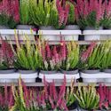 Afbeelding van Calluna Beauty lady's "Twins" P12 Divers